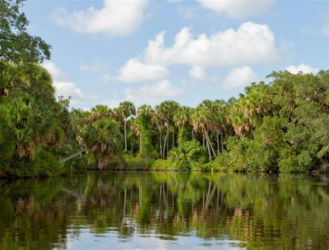 Photo of a Florida landscape with water and palm trees. 
