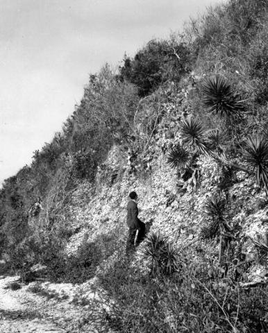 Black and white image of a man looking up at a shell midden. 