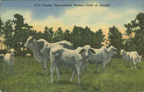 vintage photo of cattle in Florida