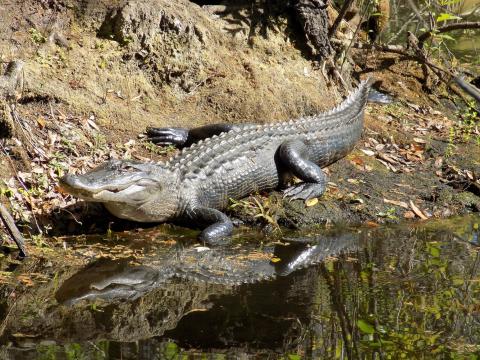 alligator near lake 