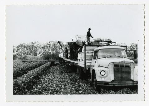 a black and white photo of men working on a farm