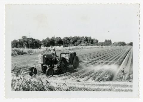 A historical photograph of celery harvesting