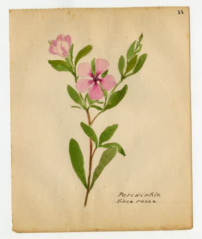 A watercolor painting of a pink flower