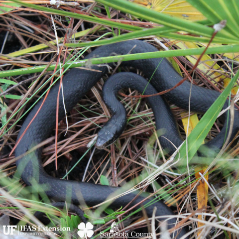 a black snake coiled in the grass