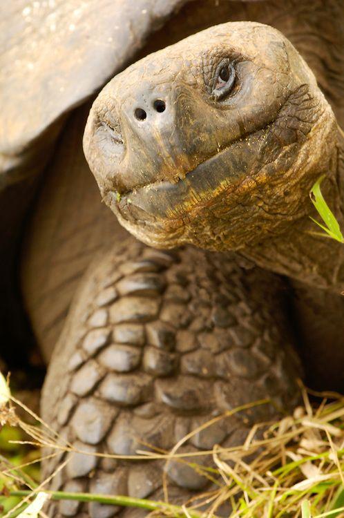 Tortoise