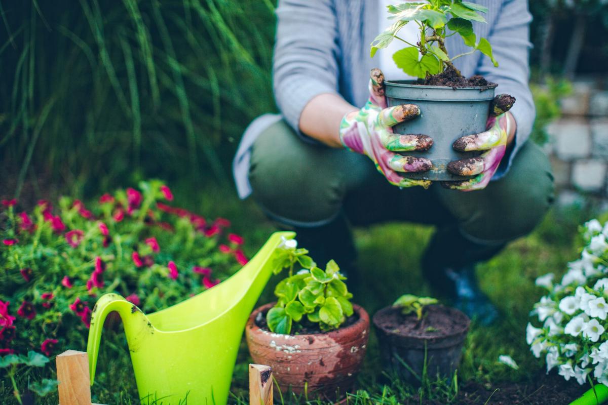 person planting flowers in garden