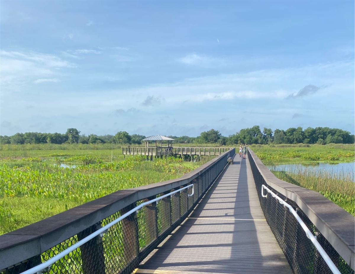 Celery Fields