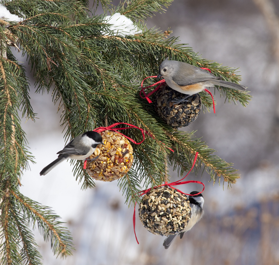 Holiday tree for our feathered friends