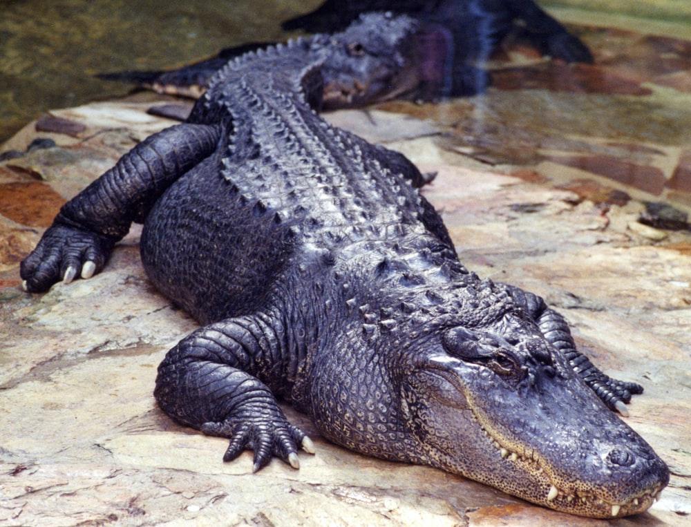 images of large alligator