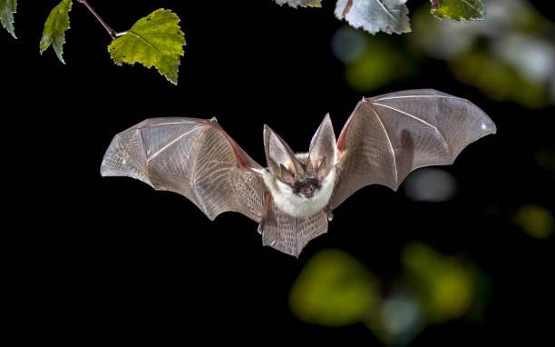 bat flying at night