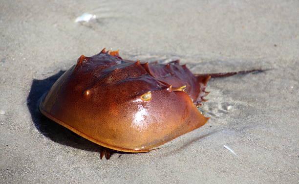 Horseshoe Crab