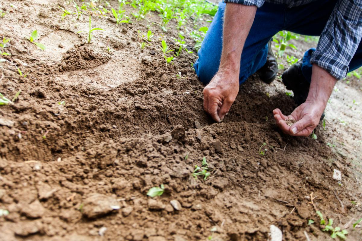 planting seeds picture