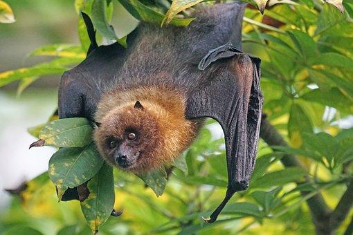 bat hanging on a branch