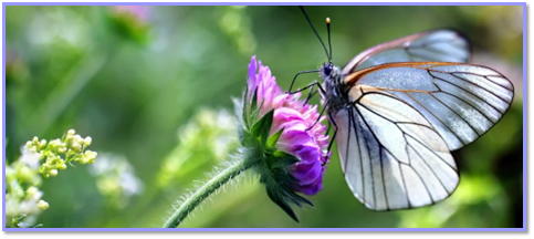 A butterfly on a flower.