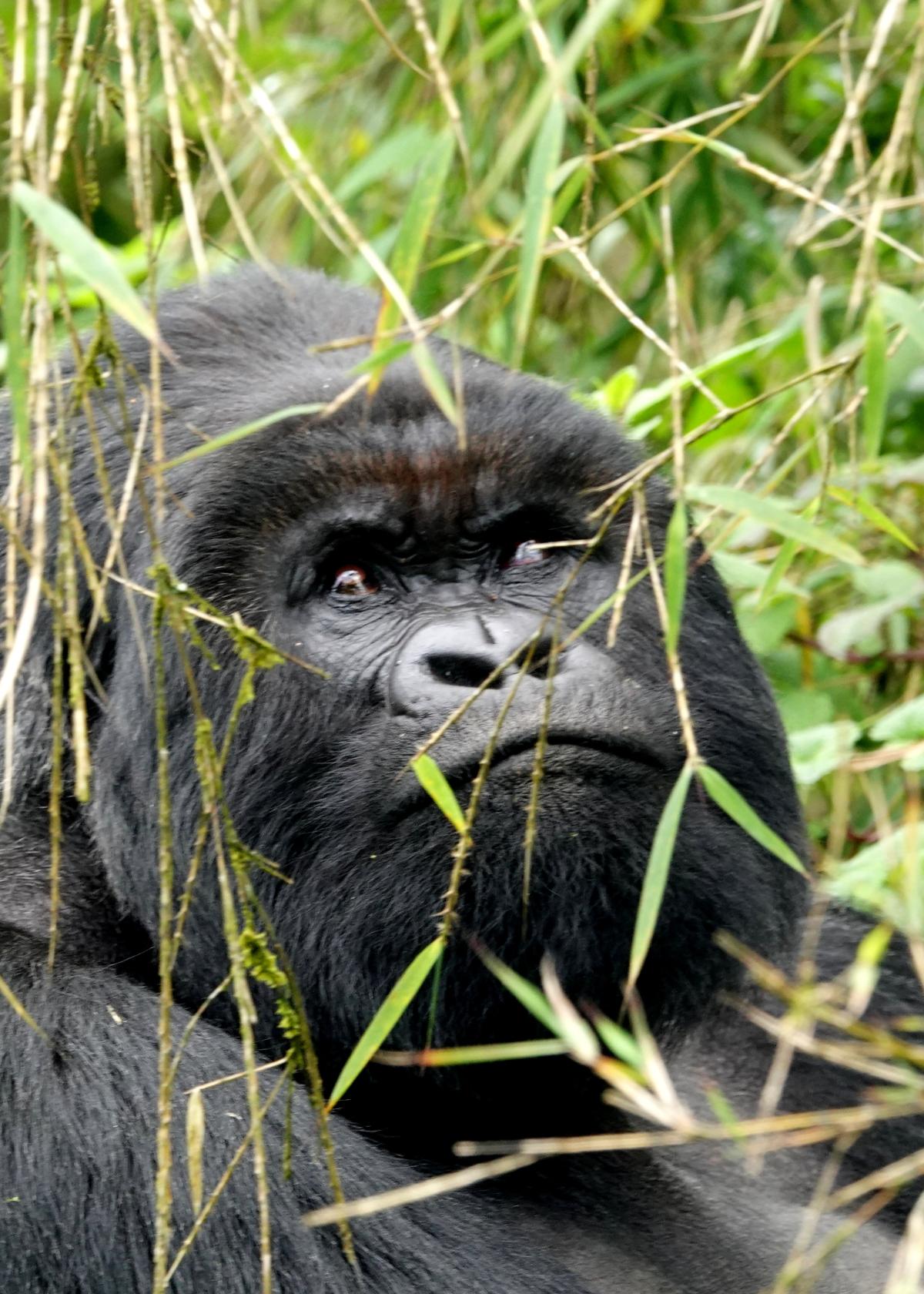 Gorilla