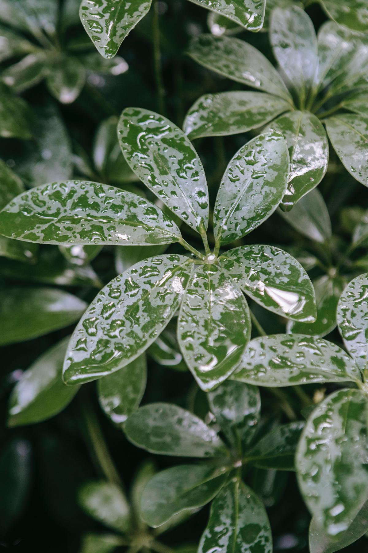 rain on leaves