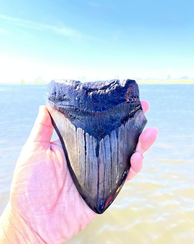 A hand holding a large shark tooth fossil.