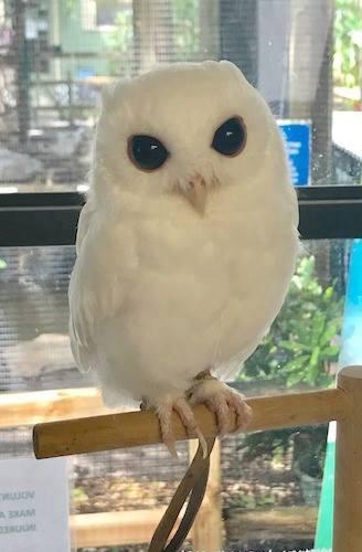 A picture of Luna, a leucistic screech owl, sitting on a perch.