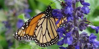 Monarch butterfly on a purple flower