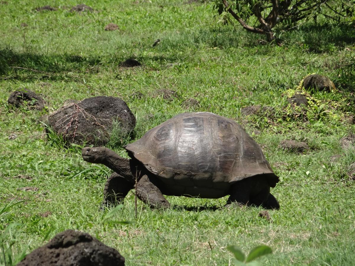 Galapagos Islands tortoise