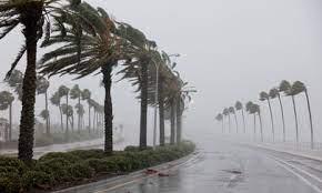 Palm trees being blown by wind and rain.