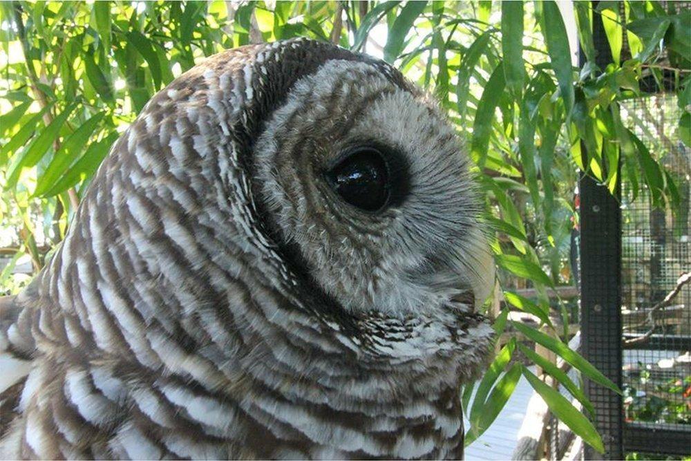 Photo of a Barred Owl