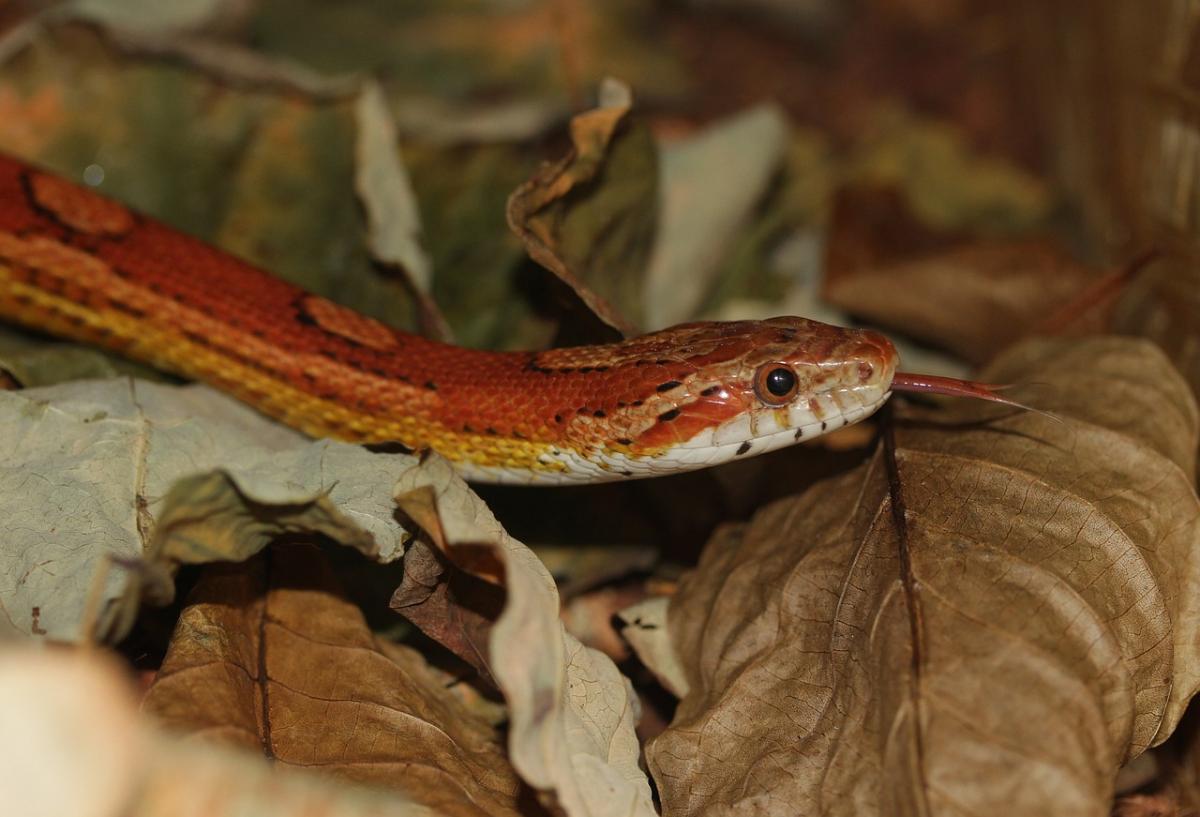 corn snake