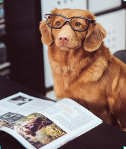 dog reading