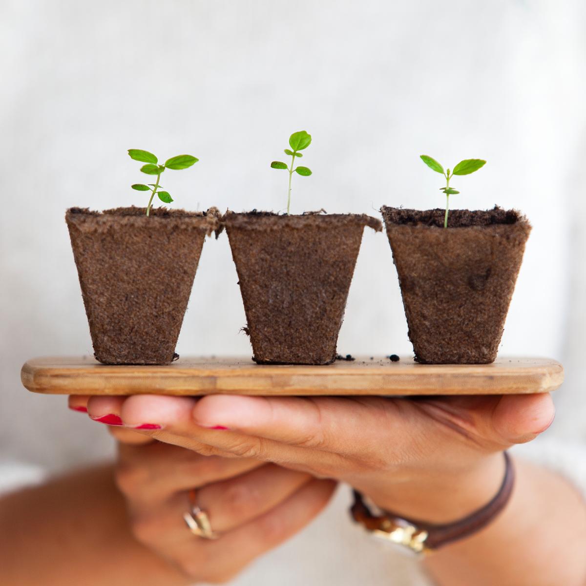 Woman holding seedlings