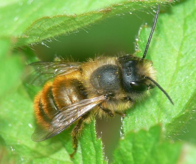 A Mason Bee sitting on a green leaf.