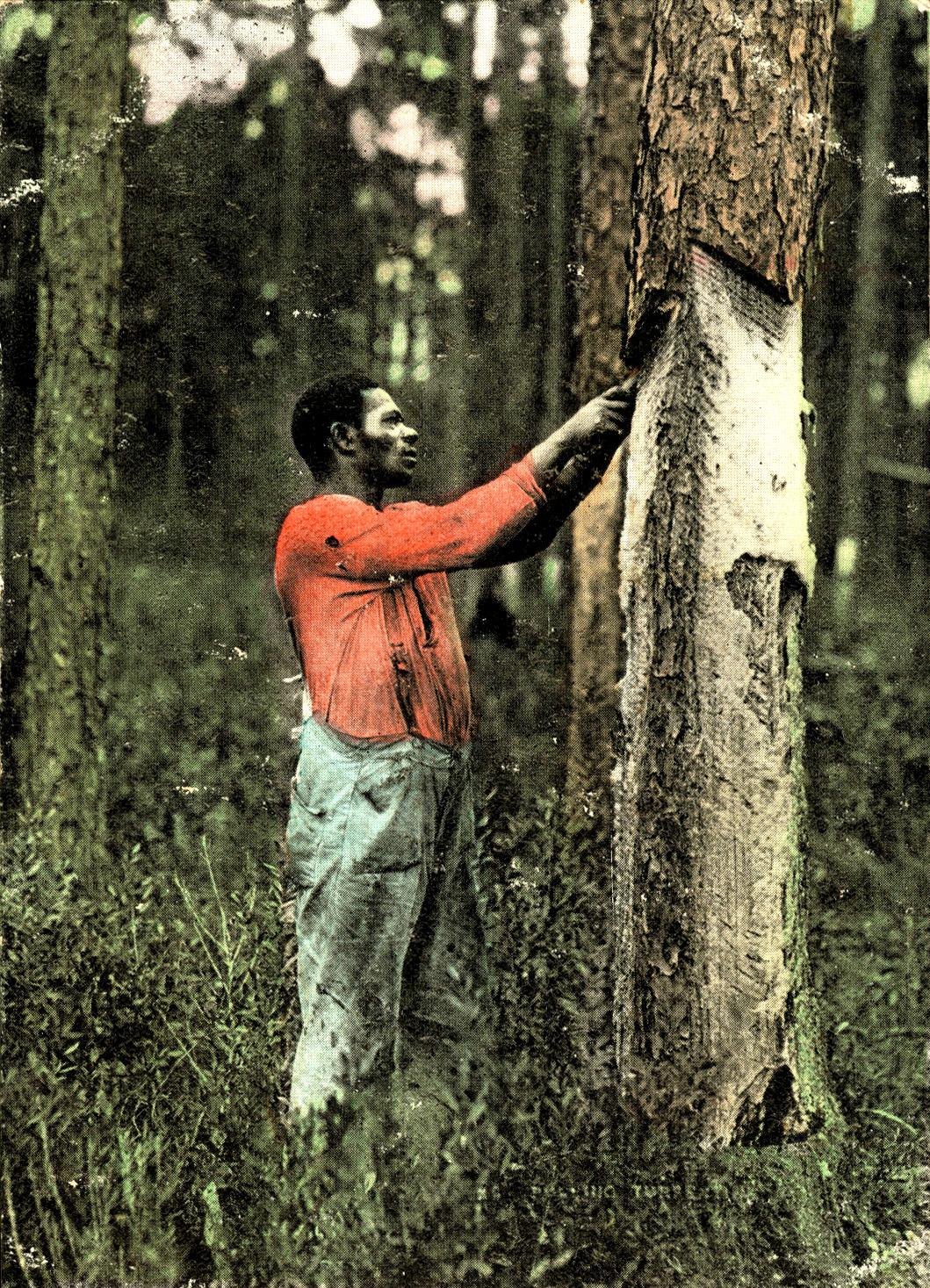 A man uses tools on a tree in the turpentine industry. 