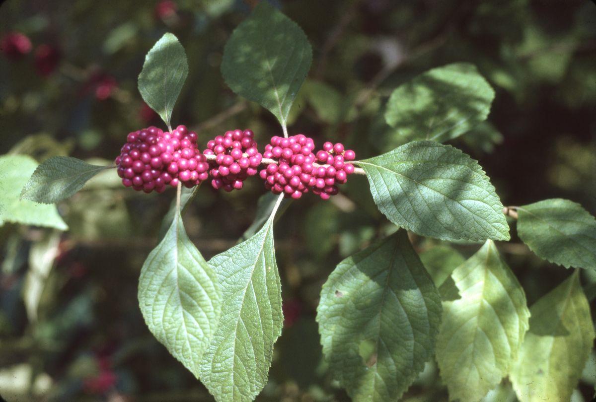 A cluster of purple beautyberries. 