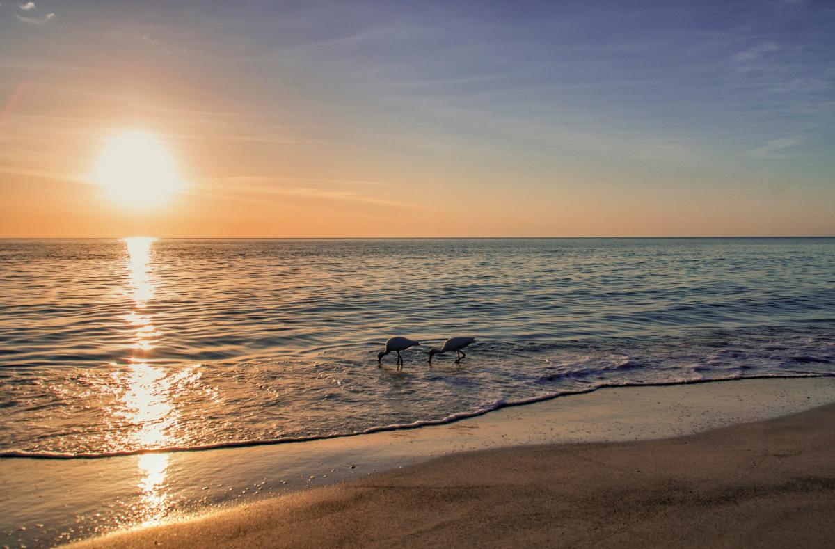 Picture of a sunset on the beach with two birds in the frame