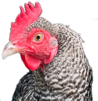 Black and white chicken with a red comb and face