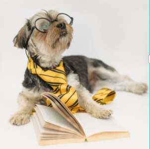 Dog with a book