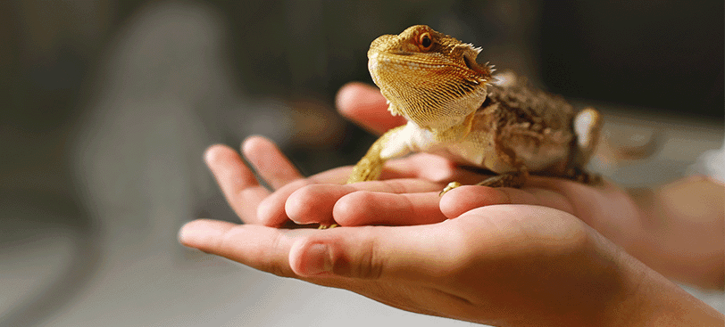 person holding bearded dragon