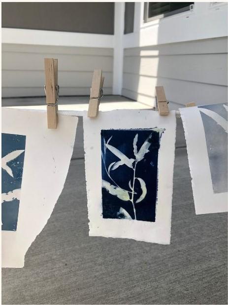 cyanotypes hanging