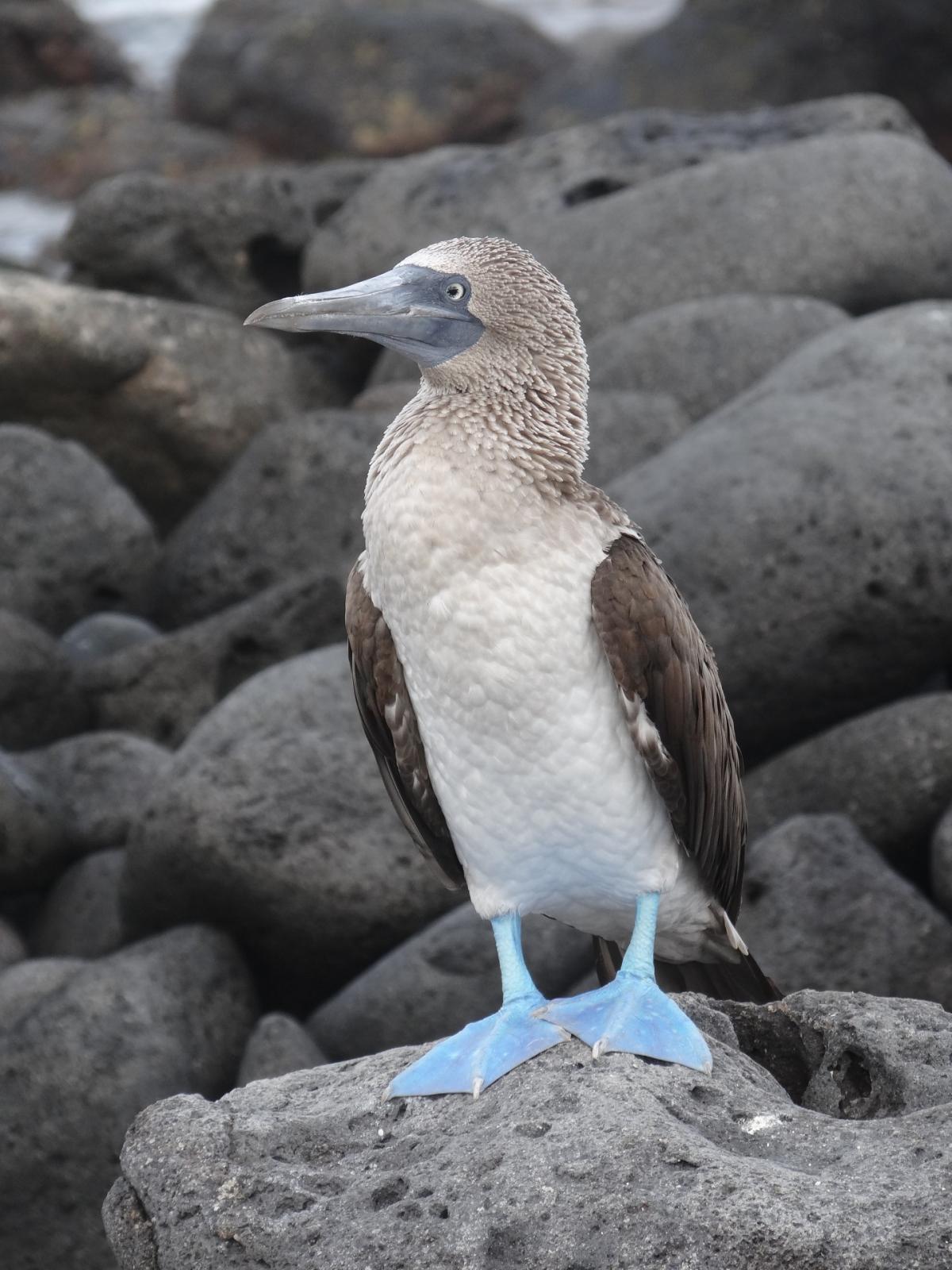 Photo of a Blue-footed Booby bird standing on rocks.