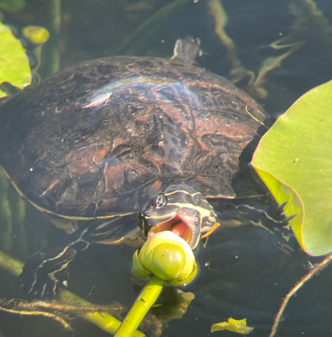 Turtle eating a plant