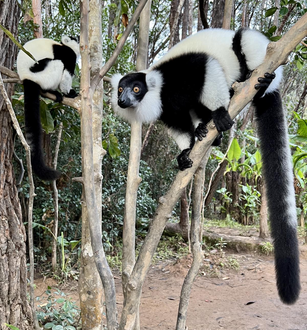 Two white-ruffed lemurs sitting on tree branches.