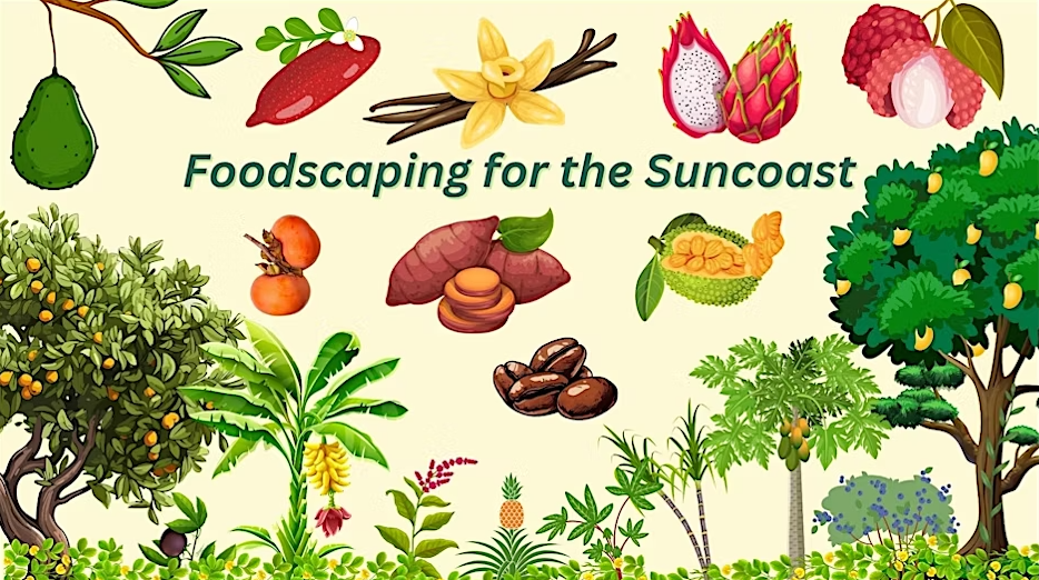 Drawing showing trees, fruits, and vegetables that could be grown in Florida