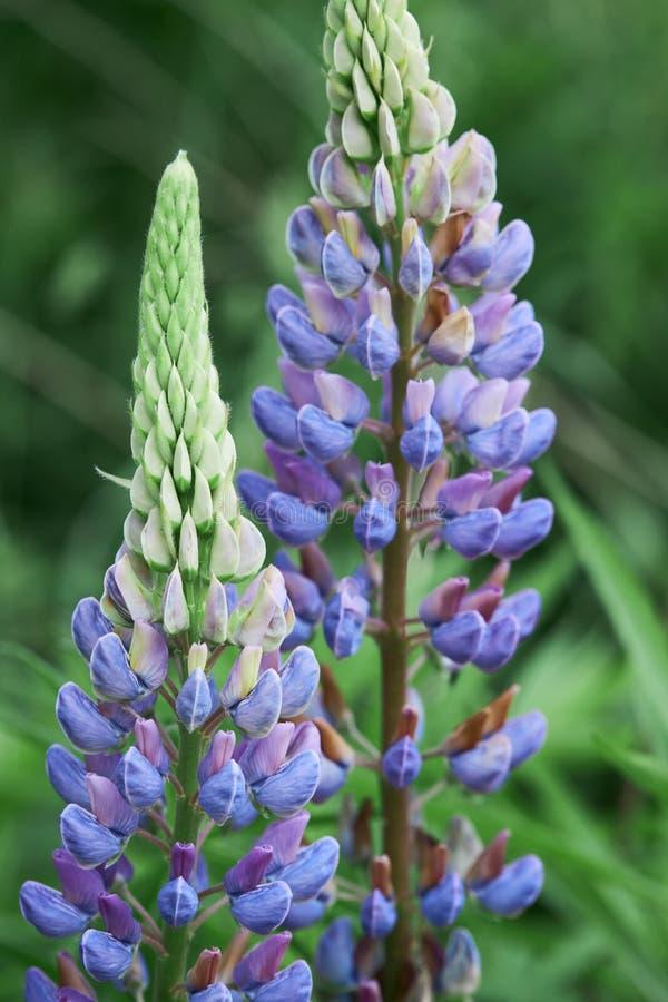 Flowering Lupine