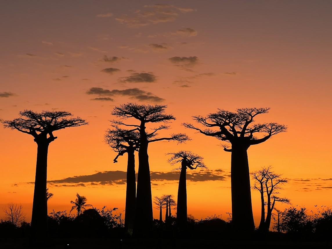Baobab trees at sunset in Madagascar