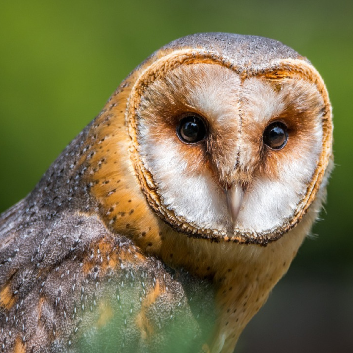 A colorful owl looking towards the person taking the picture 