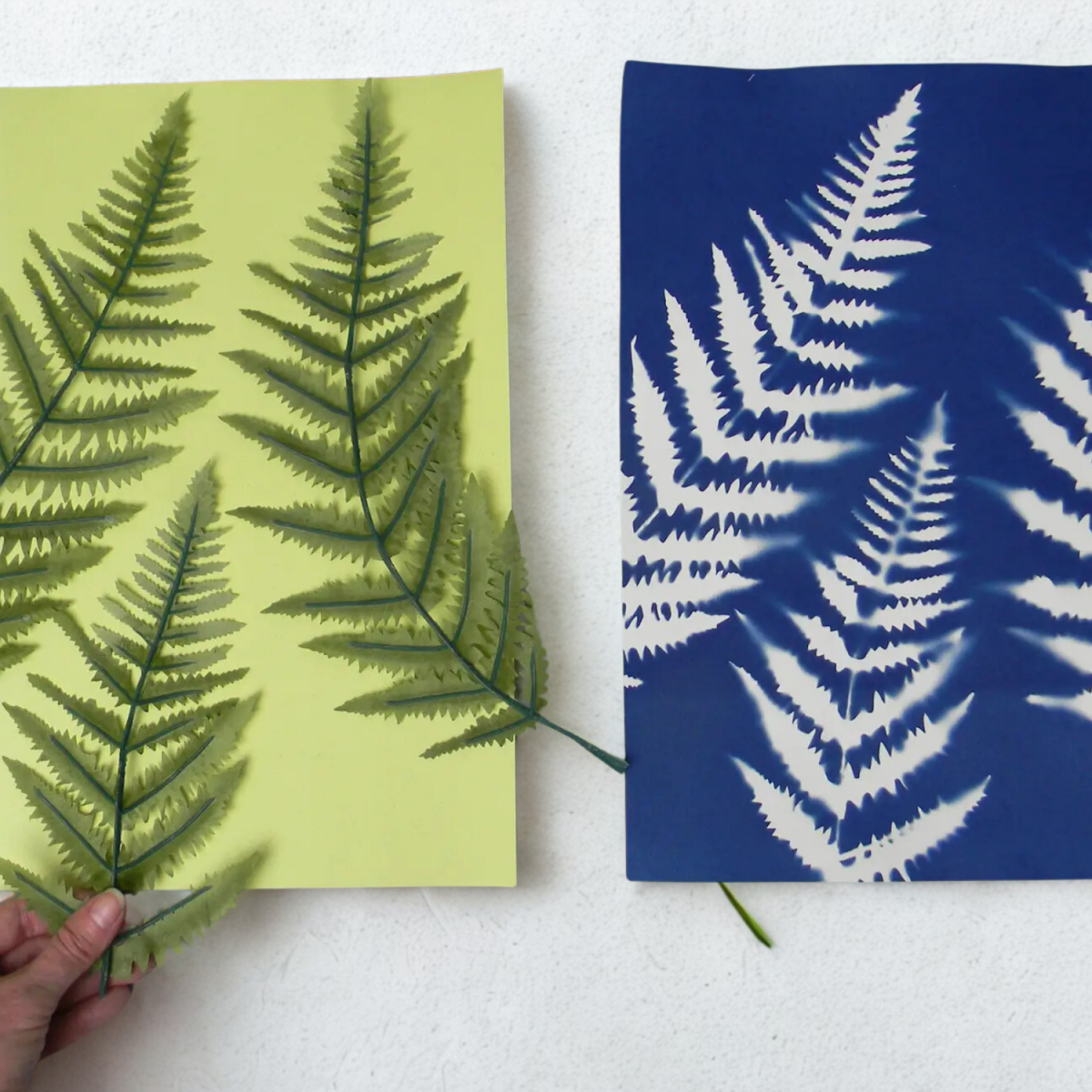fern silhouettes on a blue background