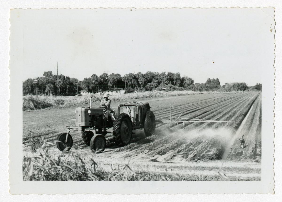 A historical photograph of celery harvesting