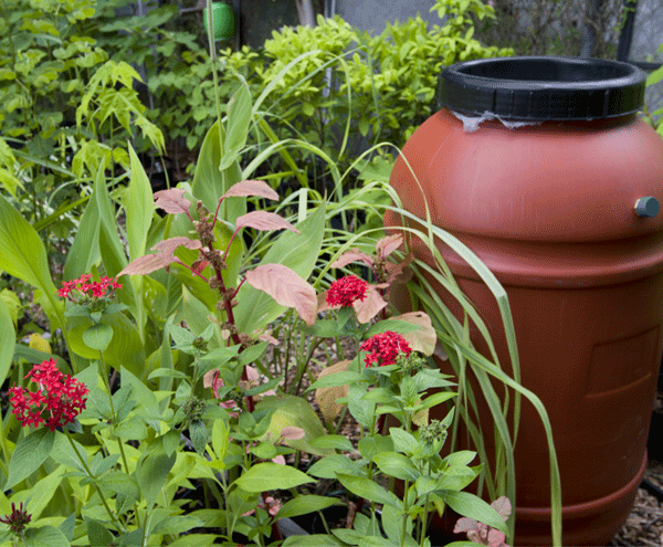 picture of a rain barrel next to plants
